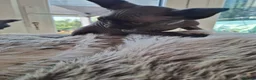 Sphynx cats for sale: Sphynx kittens READY NOW - Advert 7