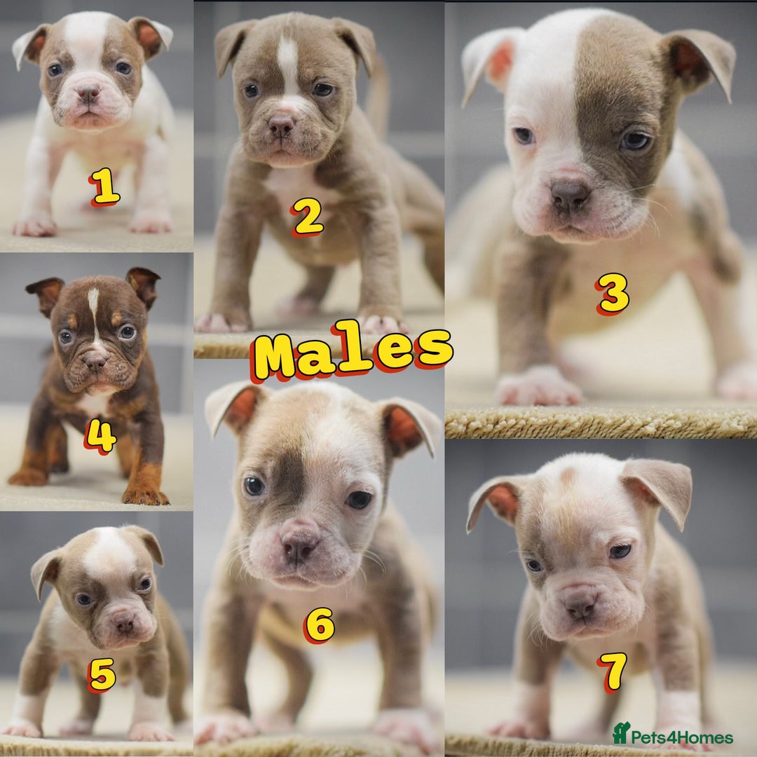 Olde English Bulldogge dogs for sale: COUNCIL APPROVED⭐️5 RATED. 23 YEARS EXPERIENCE  - Advert 9