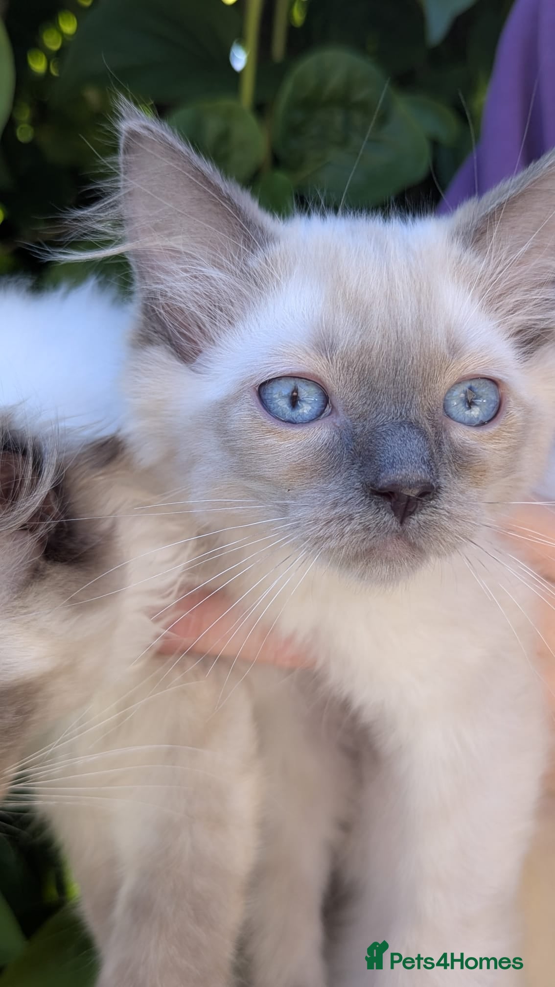 Ragdoll cats 🩵🫐🩵 READY NOW 🩵🫐🩵 LAST BOYS AVAILABLE! 🩵 - Advert 1