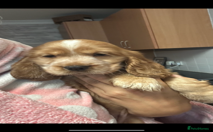 Cocker Spaniel dogs - Advert 12