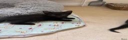 Mixed Breed cats for sale: Gorgeous kittens for sale in Stroud - Advert 3