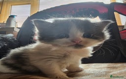 British Longhair cats for sale: Tabby mix kittens - Image 1