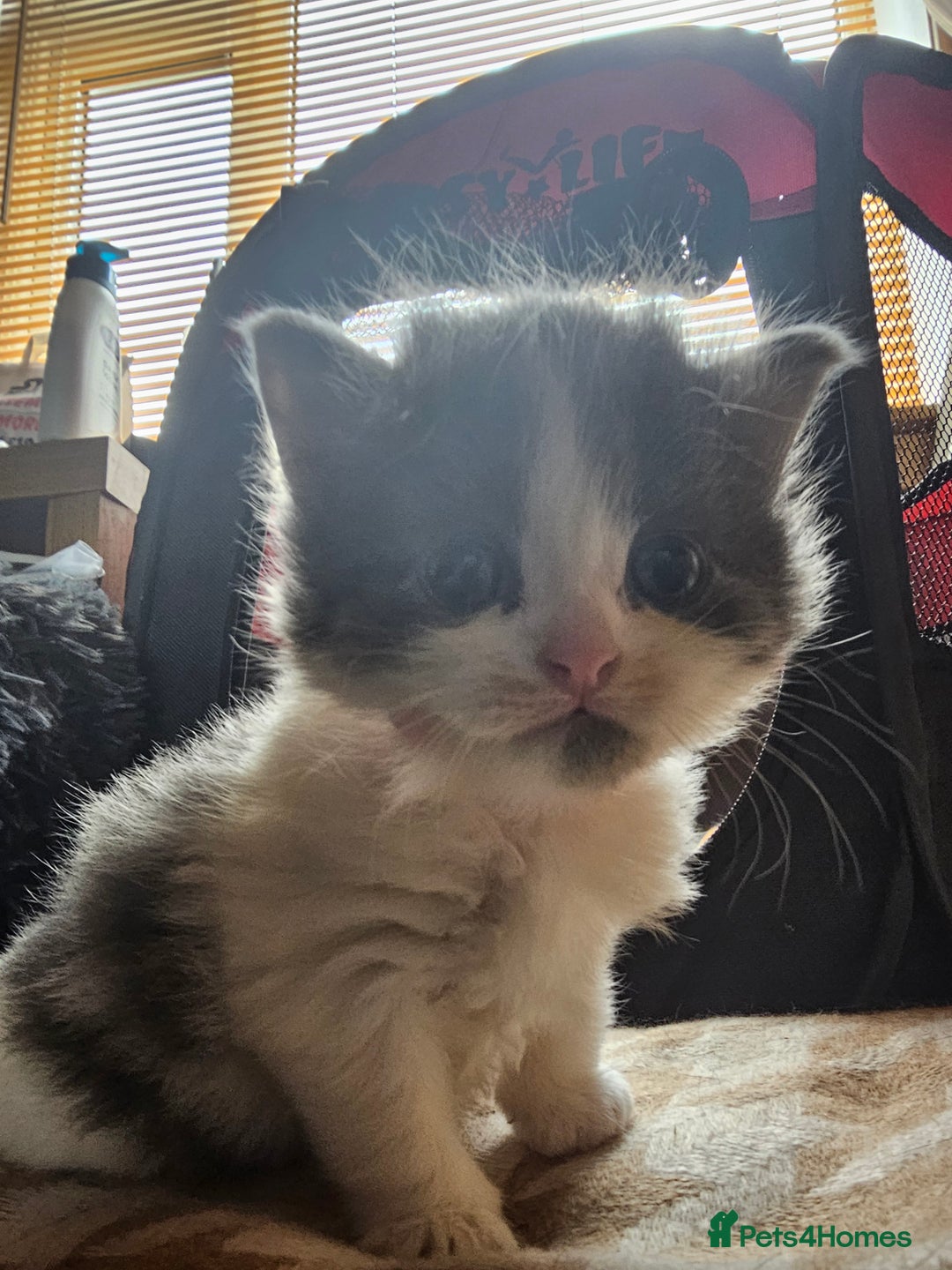 British Longhair cats for sale: Tabby mix kittens - Image 1