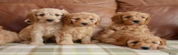 Cavapoo dogs for sale: Quality Health Tested F1b Miniature Cavapoos - Advert 4