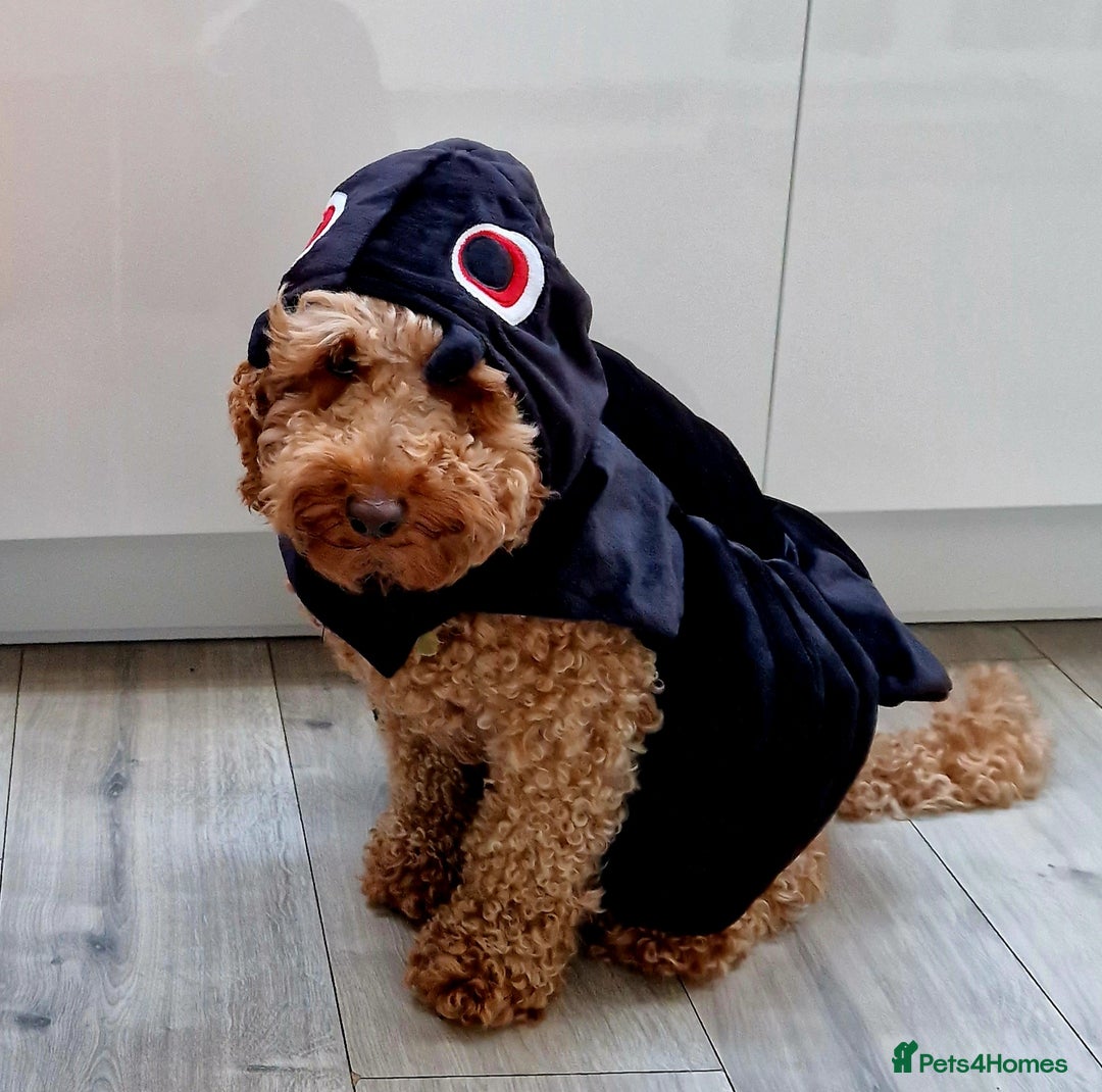 Miniature Poodle dogs for stud: ✅️DNA Test Red KC Miniature Poodle Stud Manchester in Manchester - Image 5