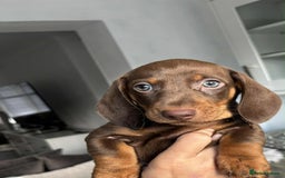 Miniature Dachshund dogs for sale: Minatare Dachshunds  - Image 3