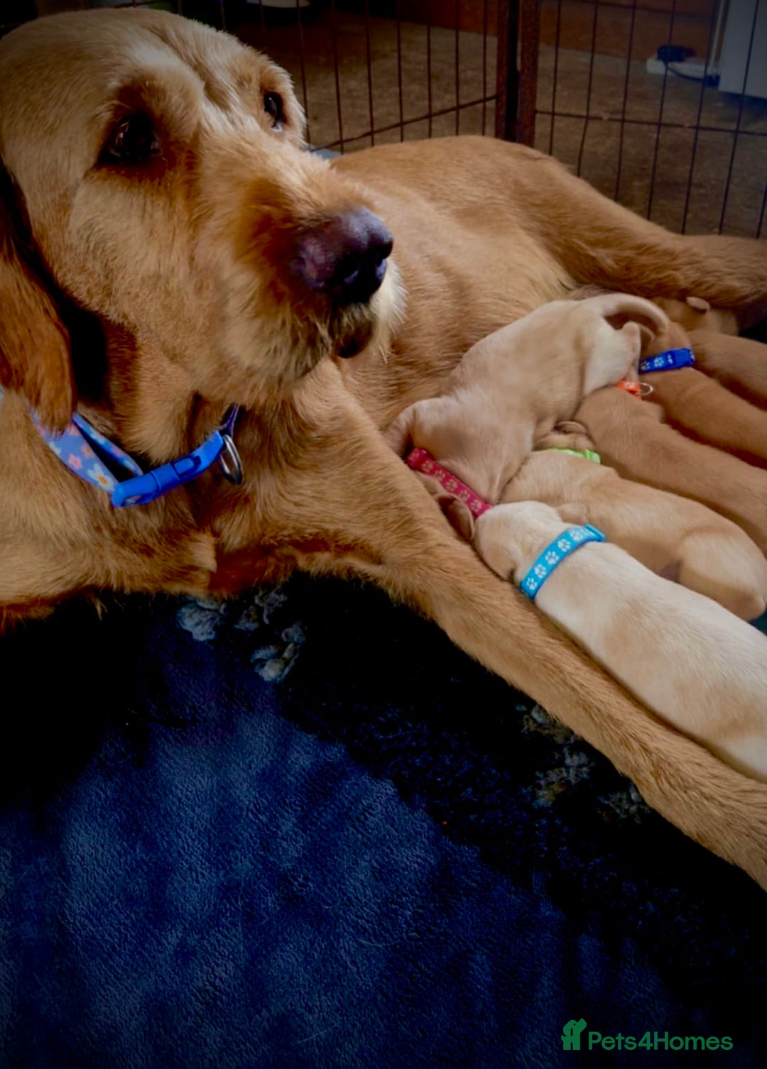Mixed Breed dogs for sale: Labrador x visla (Vislador) puppies 6 girlies  - Image 3