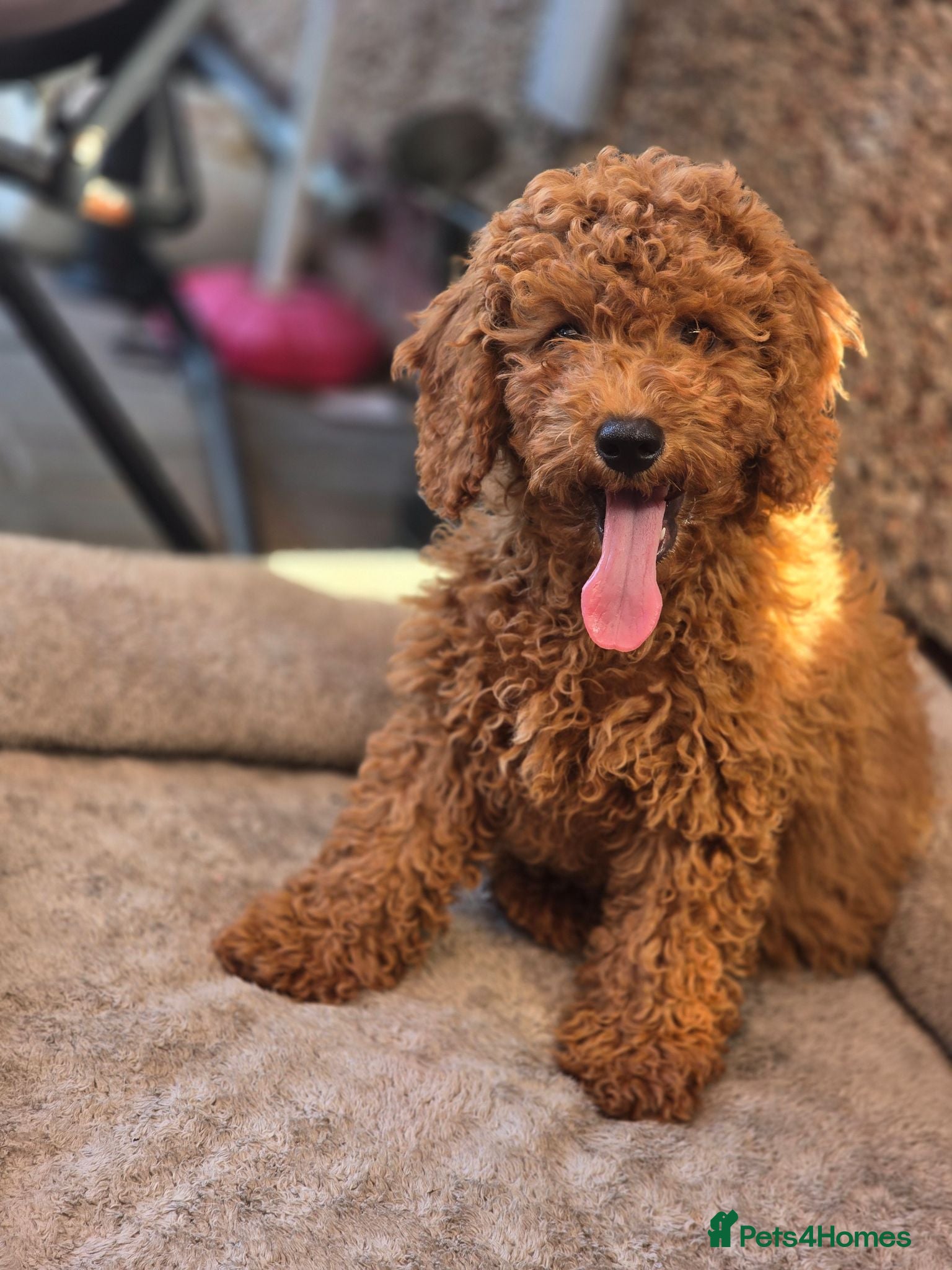 Cavapoo dogs BOYS ONLY cavapoo pups ready to leave  - Advert 2