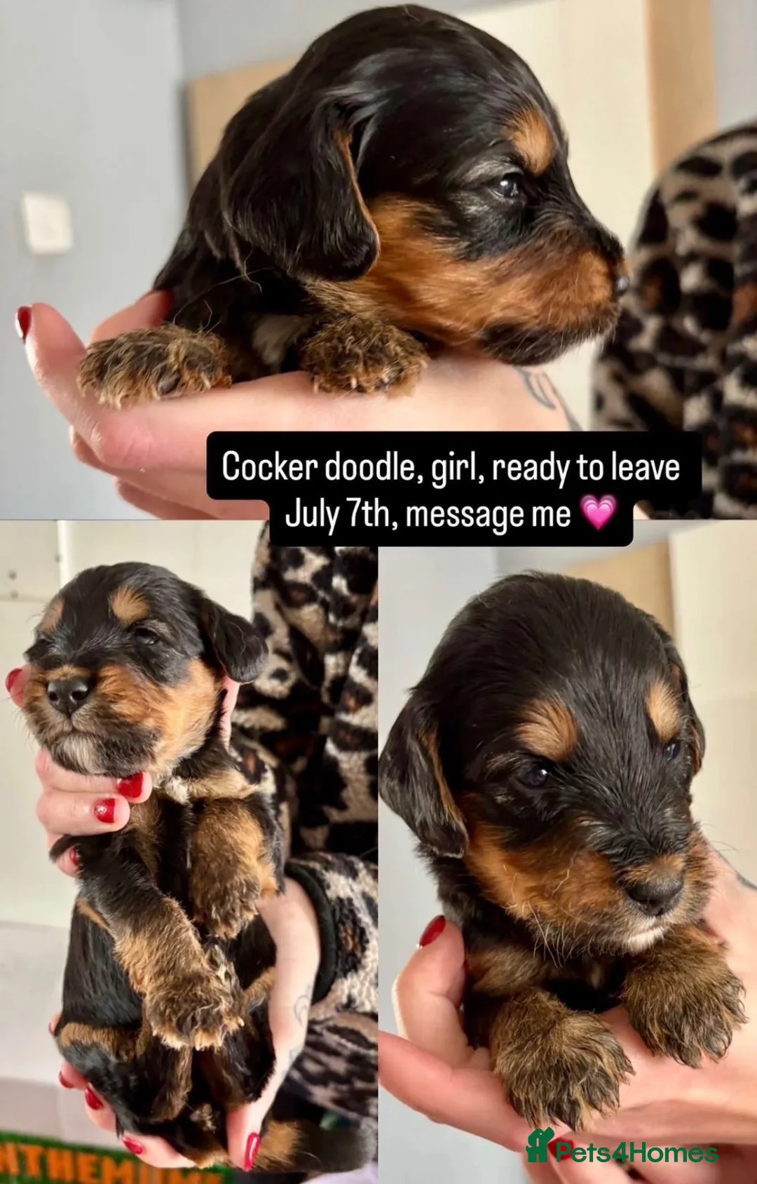 Mixed Breed dogs for sale: Cockerdoodle pups  - Advert 2