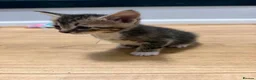 Mixed Breed cats for sale: Kittens  - Advert 2