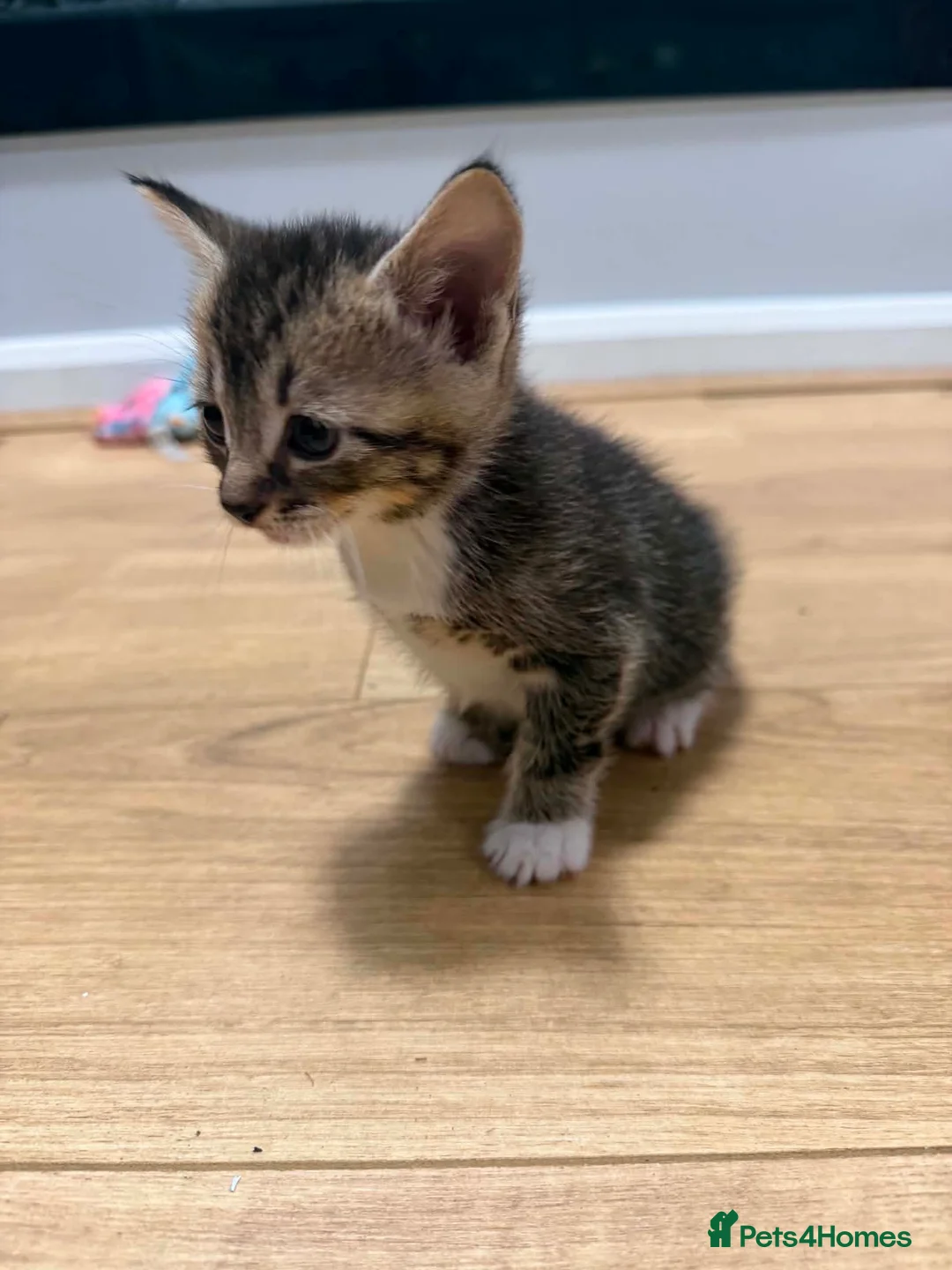 Mixed Breed cats for sale: Kittens  - Advert 2
