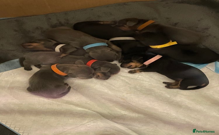 Miniature Dachshund dogs - Advert 16