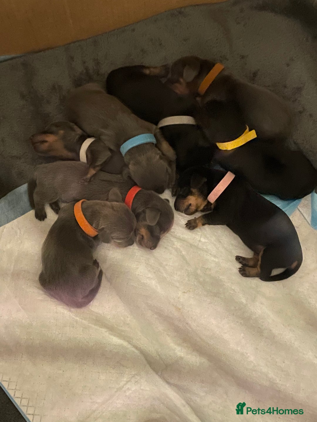 Miniature Dachshund dogs for sale: Miniature Dachshund puppies-ready early December  - Image 1