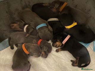 Miniature Dachshund dogs - Advert 1