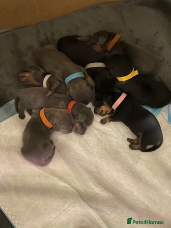 Miniature Dachshund dogs - Advert 3