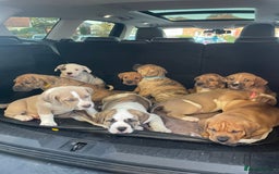 Mixed Breed dogs for sale: READY TO LEAVE! Presa X Doberman- 4 remaining!! - Advert 1