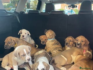 Mixed Breed dogs - Advert 10