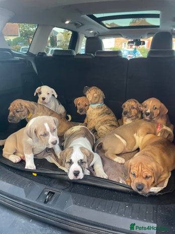 Mixed Breed dogs - Advert 10