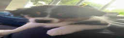 Australian Shepherd dogs for sale: Australian Shepherd puppies - Merles /Tris - Advert 3