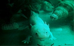 Axolotl reptiles for sale: Axolotls  - Image 26
