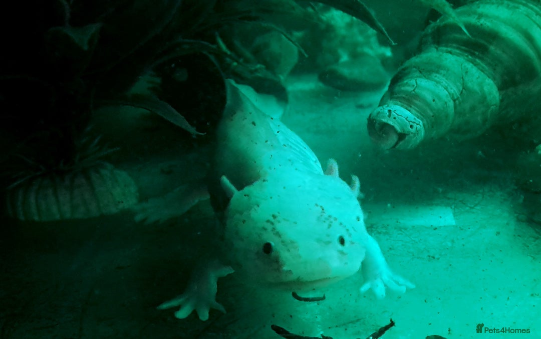 Axolotl reptiles for sale: Axolotls  - Image 26