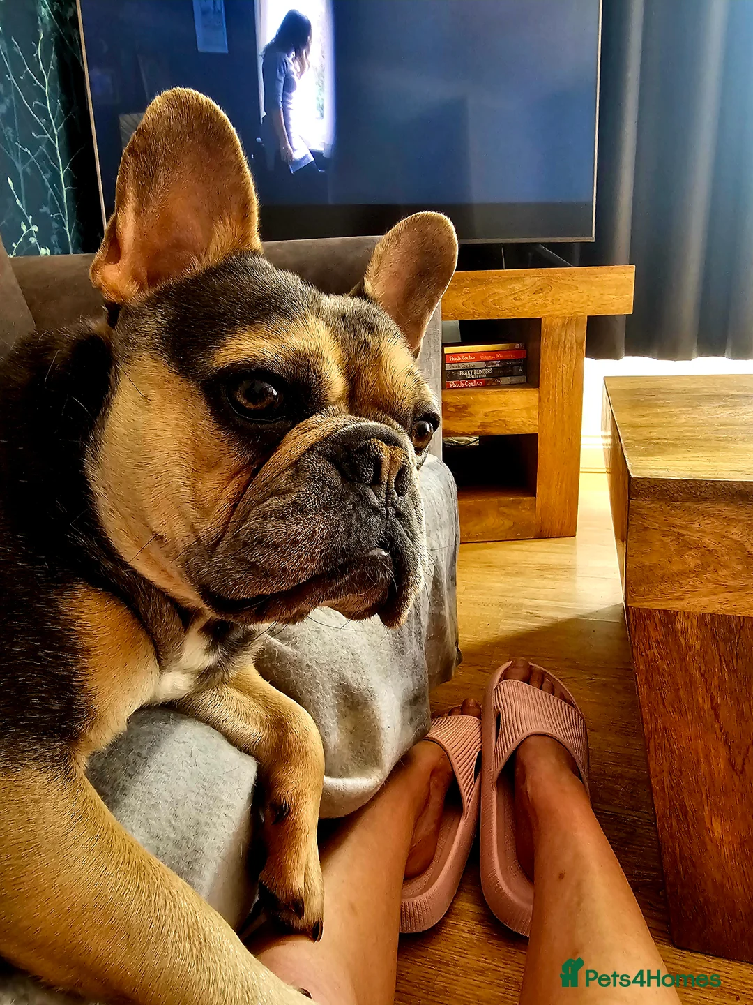 French Bulldog dogs for sale: French bulldog for sale  - Advert 2