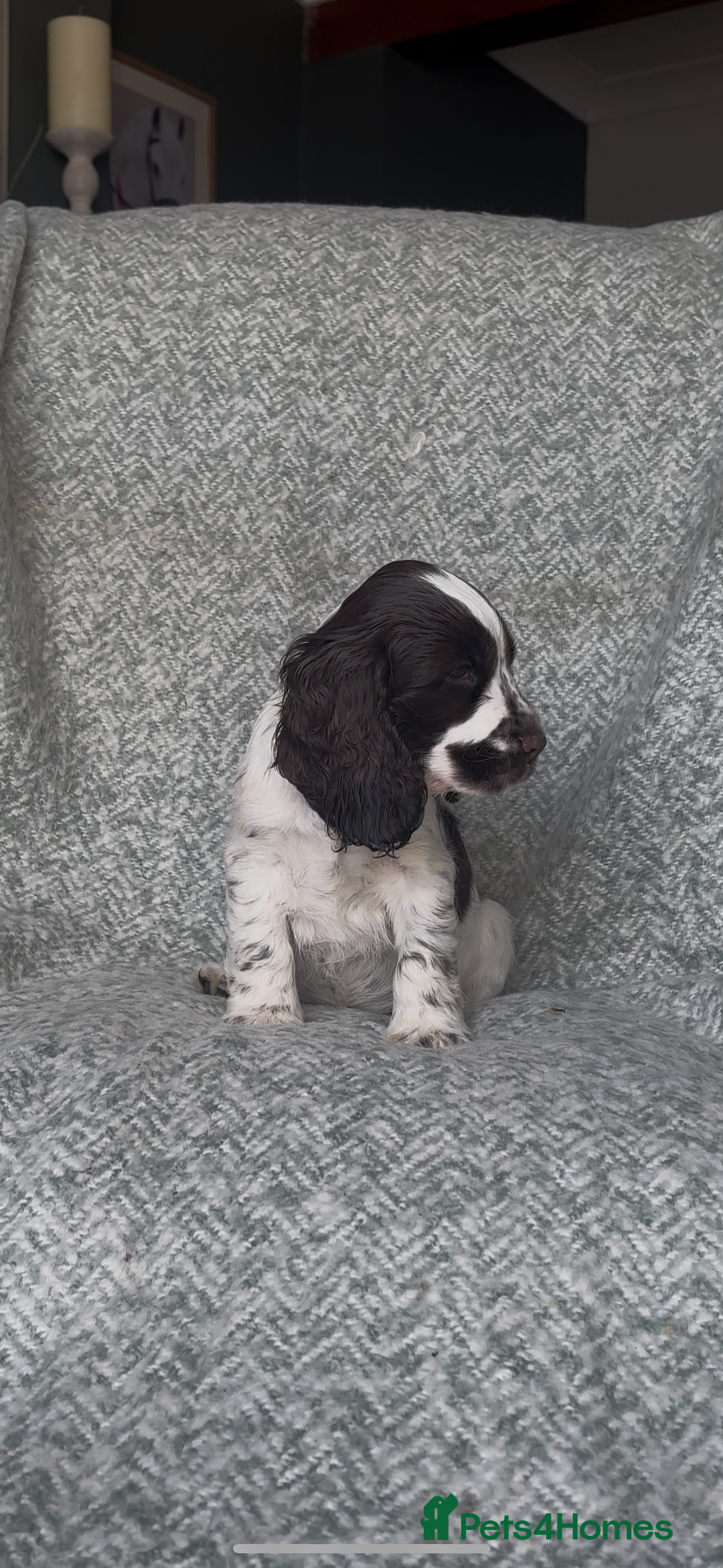 Cocker Spaniel dogs for sale: Ready Now! KC Show Type Cocker Spaniel Pups  - Image 6