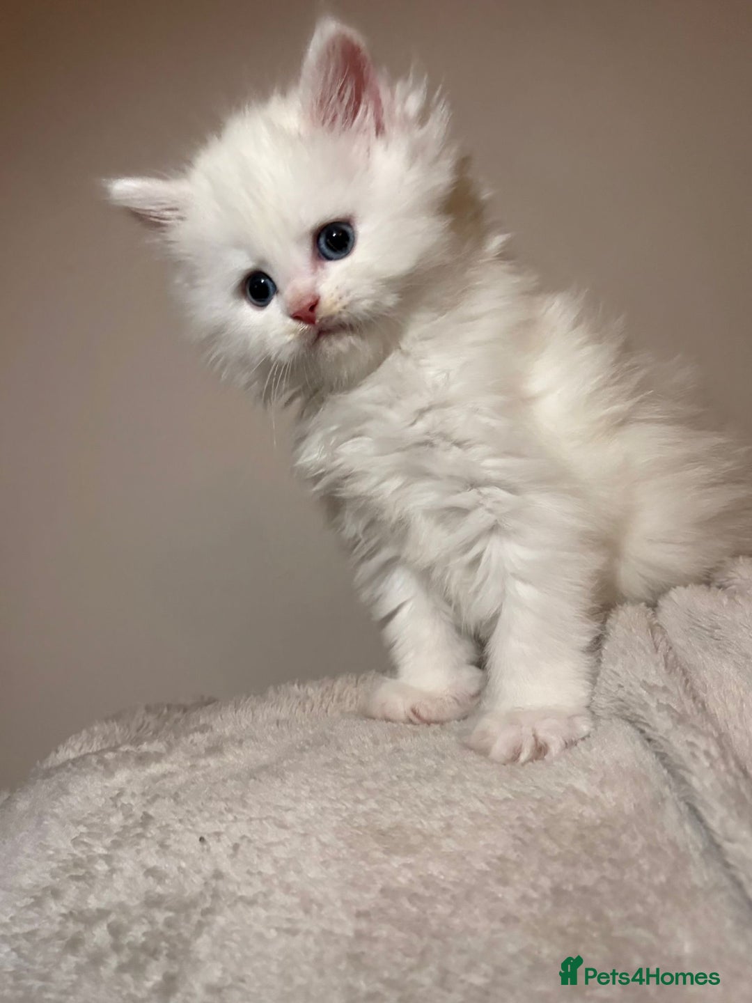 Maine Coon cats for sale: Stunning white and smoke Xl Maine coons (odd eyes) - Advert 16
