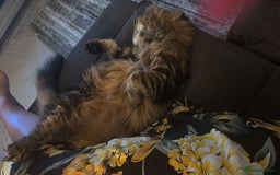British Longhair cats for sale: Meet Mulan!!  - Image 3