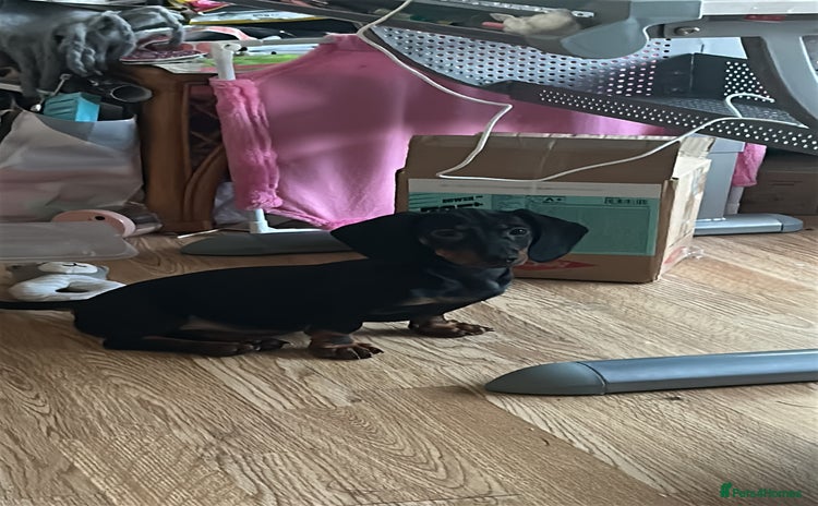 Dachshund dogs - Advert 15