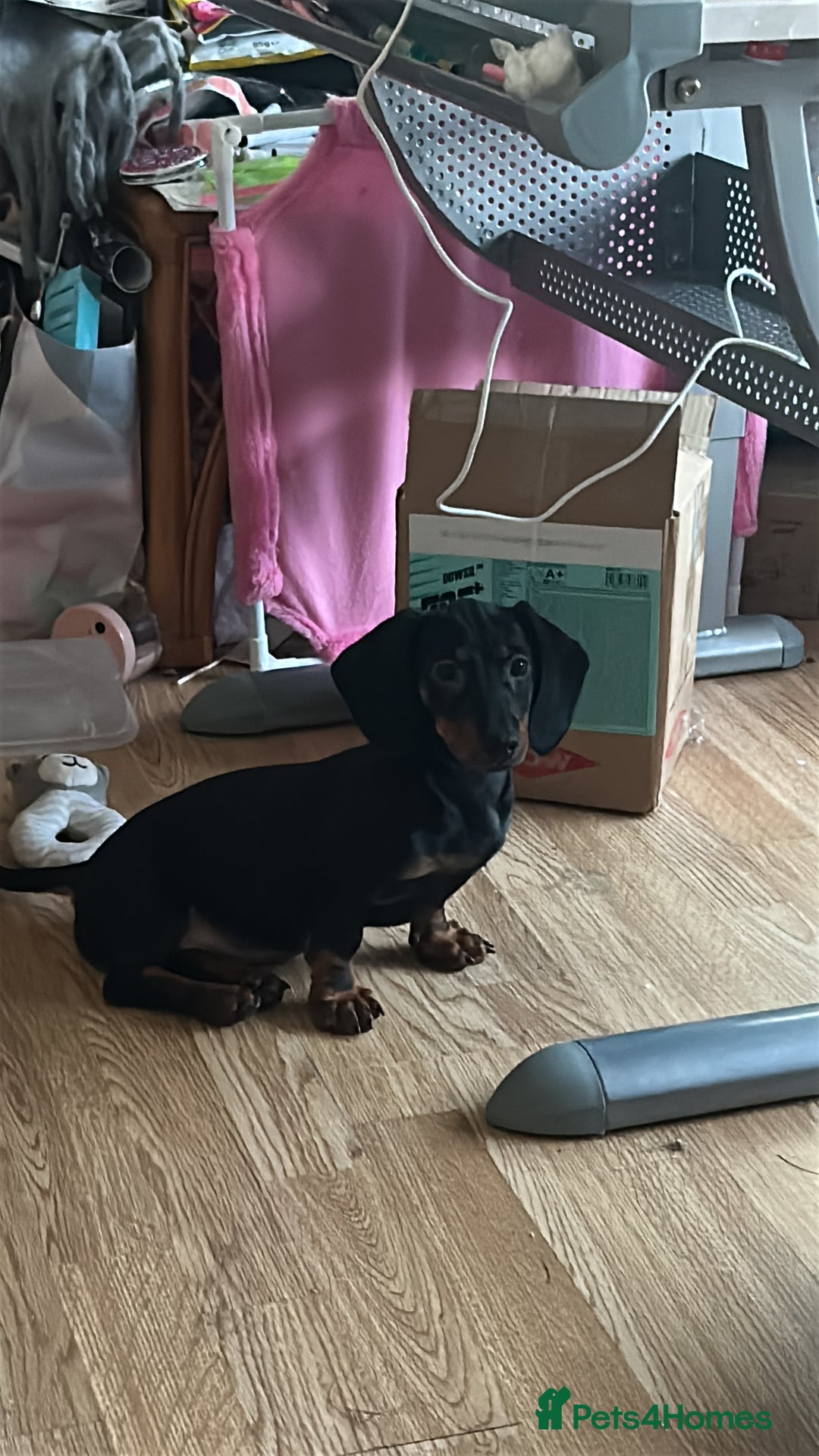 Dachshund dogs for sale: Willow - Female Dachshund  - Image 1