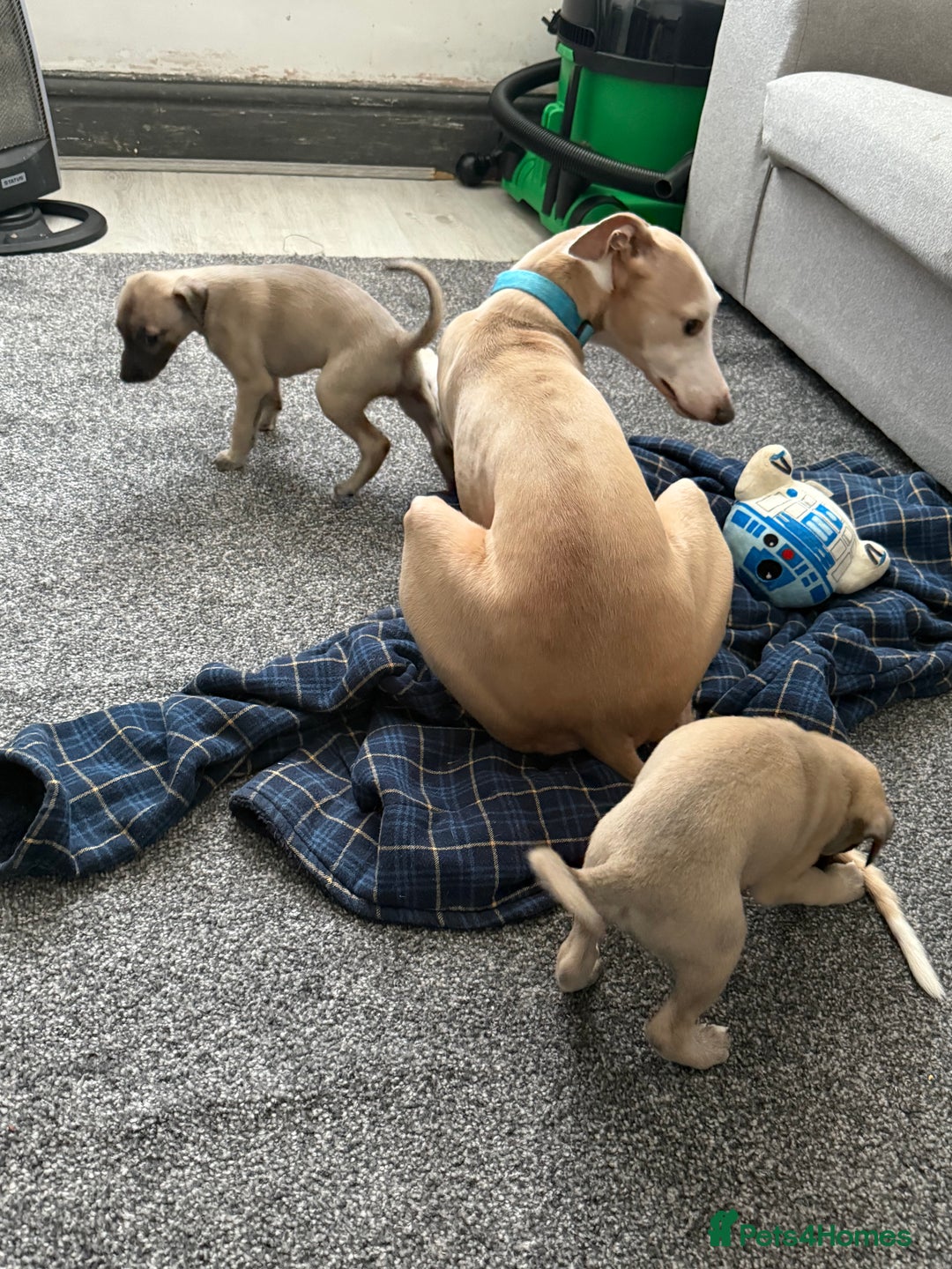 Whippet dogs for sale: 5 whippet puppies  - Image 13