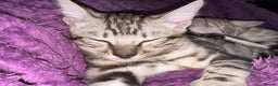 Bengal cats for sale: TICA Silver Bengal kittens - Advert 4