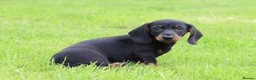 Dachshund dogs for sale: Miniature Dachshund puppies for sale - Advert 16