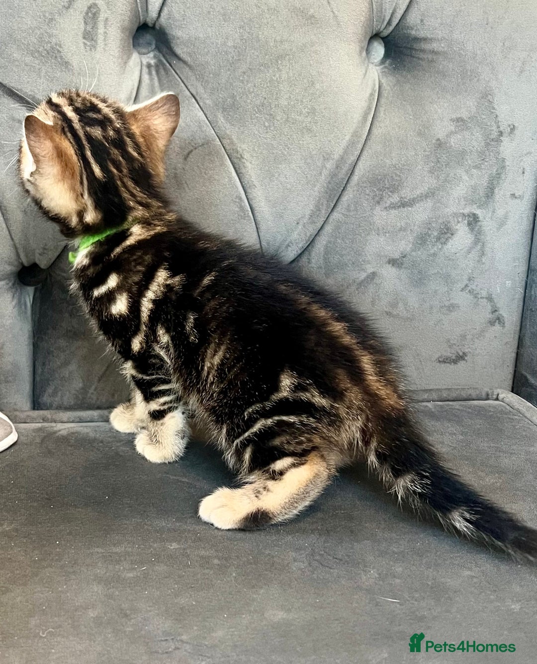 Bengal cats for sale: Stunning litter of Pure Bengals - Image 18