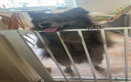 Pomsky dogs for sale: Pomsky forsale - Image 4