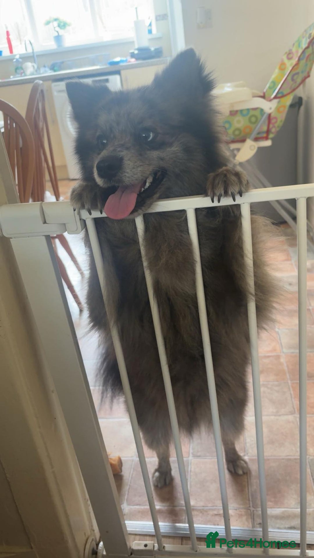 Pomsky dogs for sale: Pomsky forsale - Image 4