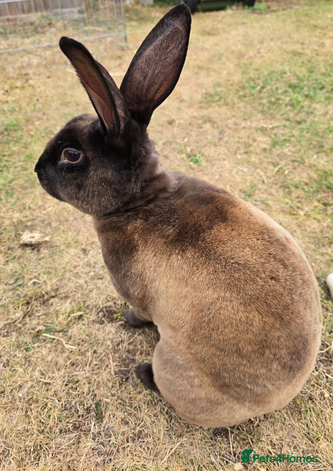 Chinchilla rabbits for sale: No more; it's finished  in Luton - Image 1