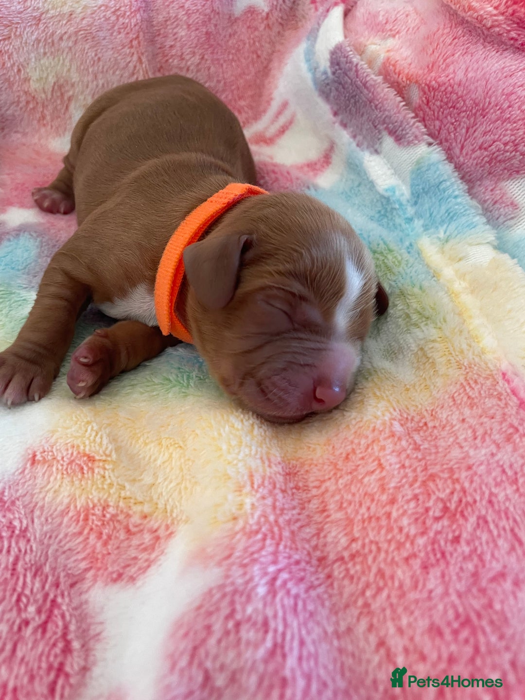 Cocker Spaniel dogs for sale: Cocker spaniel puppies  - Image 6