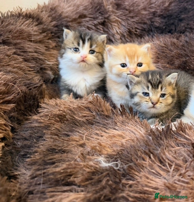 British Longhair cats for sale: 4 Gorgeous Fluffy Kittens Ginger Boys Tabby Girls - Advert 3
