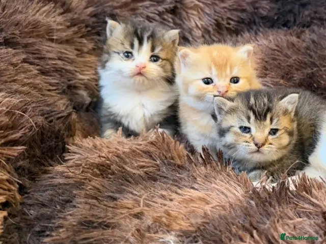 British Longhair cats for sale: 4 Gorgeous Fluffy Kittens Ginger Boys Tabby Girls - Advert 3