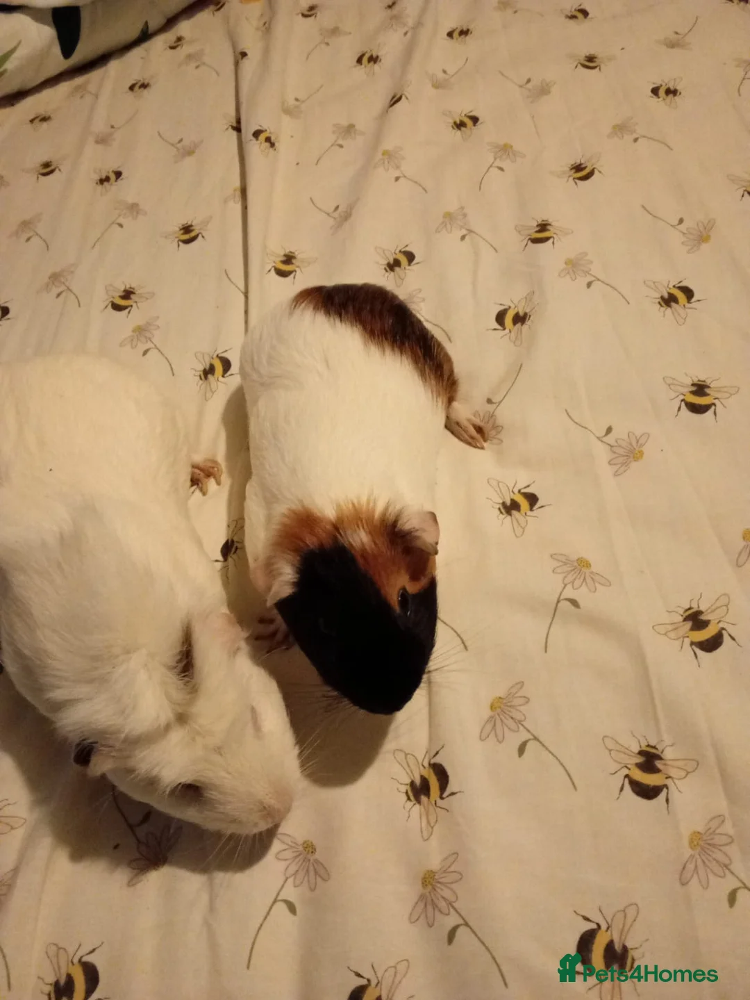 Guinea Pig rodents for sale: Two male brothers  - Advert 2