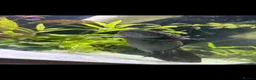 Axolotl reptiles for sale: Baby axolotls  - Advert 3