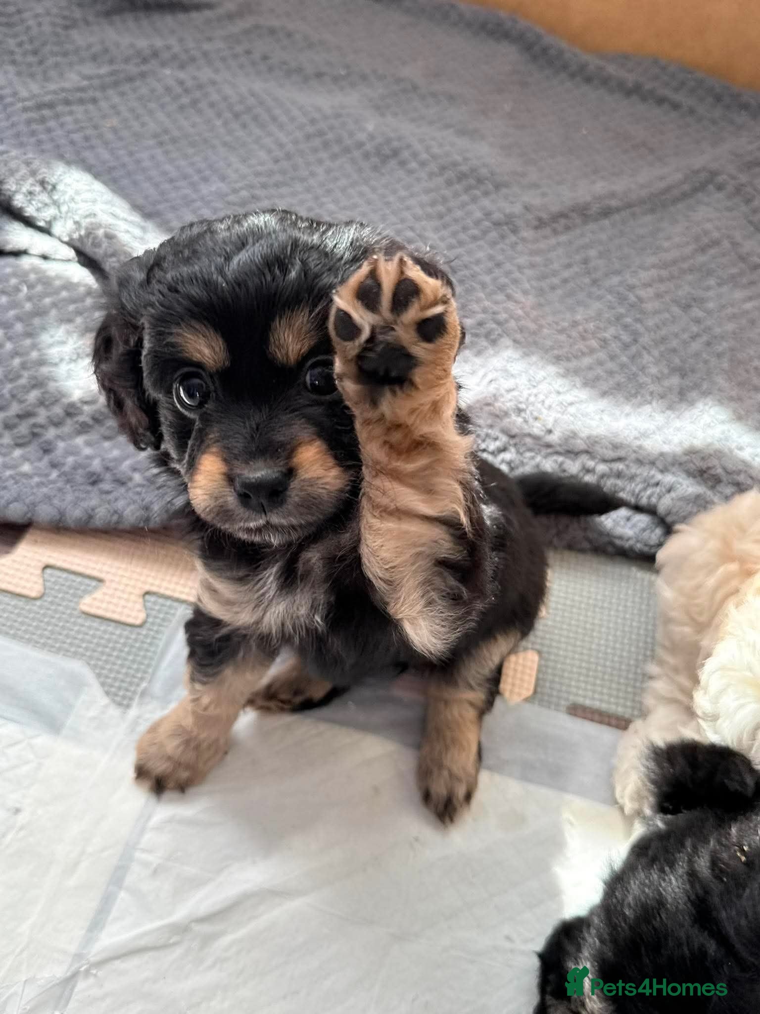 Mixed Breed dogs Extremely cute cockapomapoo puppys - Advert 3