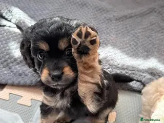 Mixed Breed dogs Extremely cute cockapomapoo puppys - Advert 3