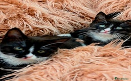 Mixed Breed cats for sale: Maine Coon Cross Kittens for Sale  - Image 7