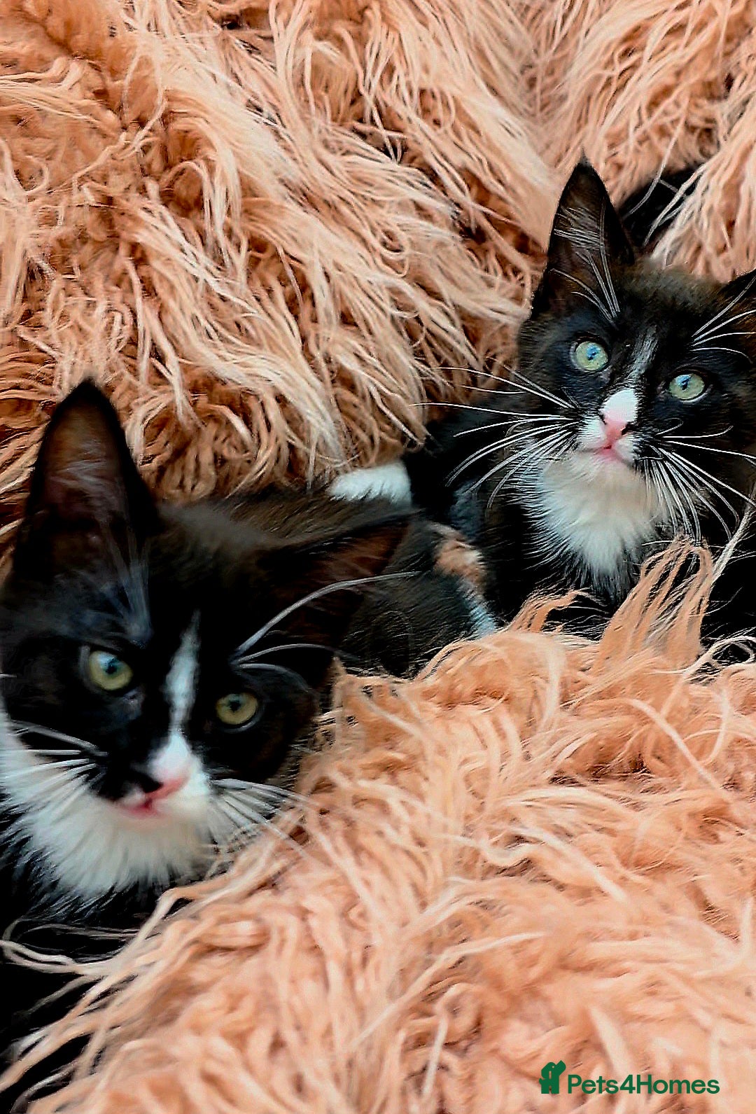 Mixed Breed cats for sale: Maine Coon Cross Kittens for Sale  - Image 7