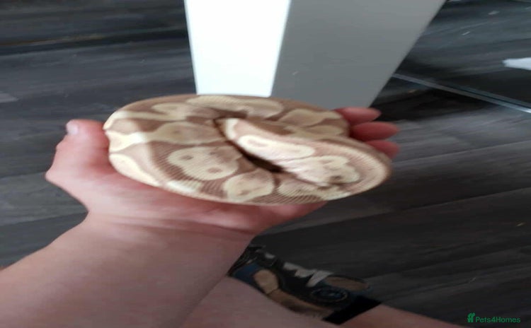 Python Snake reptiles - Advert 1