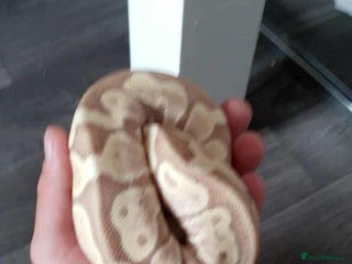 Python Snake reptiles - Advert 16