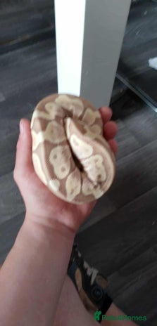 Python Snake reptiles - Advert 2